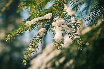 水平假期情绪冬季特写镜头图像明亮的灯光spruce-twigs覆盖与冰和雪图像与浅深度场和模糊背景