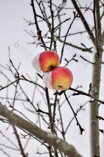 冰雪覆盖成熟的<strong>苹果</strong>覆盖与厚雪后暴雪是挂分支明亮基斯<strong>苹果</strong>树下<strong>新鲜</strong>的雪帽红色的<strong>苹果苹果</strong>树上覆盖与雪农村场景象征着过渡从秋天冬天