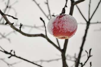 冰雪覆盖成熟的苹果覆盖与厚雪后暴雪是挂分支明亮基斯苹果树下新鲜的雪帽红色的苹果苹果树上覆盖与雪农村<strong>场景</strong>象征着<strong>过渡</strong>从秋天冬天