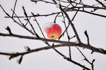 冰雪覆盖成熟的<strong>苹果</strong>覆盖与厚雪后暴雪是挂分支明亮基斯<strong>苹果</strong>树下新鲜的雪帽红色的<strong>苹果苹果</strong>树上覆盖与雪农村场景象征着过渡从秋天冬天