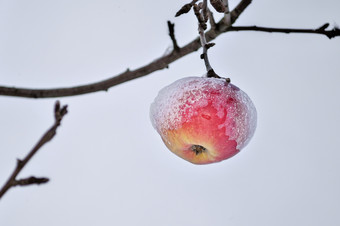 冰雪覆盖成熟的苹果覆盖与厚雪后暴雪是挂分支明亮基斯苹果树下新鲜的雪帽红色的苹果苹果树上覆盖与雪农村<strong>场景</strong>象征着<strong>过渡</strong>从秋天冬天
