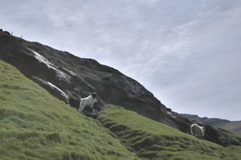 水平图像法罗语景观与年轻的羊肉玩周围绿色草岛变幻莫测的法罗岛屿光荣的风景的法罗语明信片主题