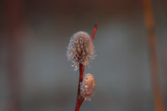 特写镜头柔荑花序柳树花朵覆盖露水滴海边日落