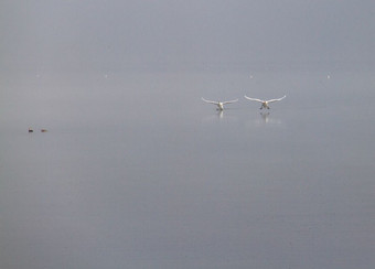 <strong>大气场景</strong>两个鹅着陆湖潘沃蒂斯有雾的早....约希腊