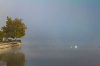 大气场景两个天鹅树和散步湖潘沃蒂斯有雾的早....约希腊