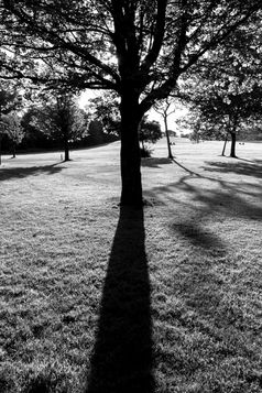树轮廓和影子黑色的和白色希顿公园曼彻斯特