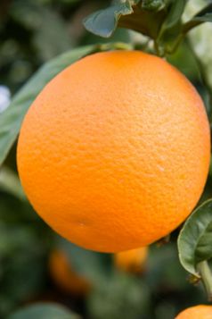 橙色水果树-pomos帕福斯区岛塞浦路斯照片采取3月pomos帕福斯区岛塞浦路斯