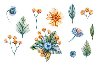 水彩插图与植物和花为的婚礼花卡与绿色叶子黄色的洋甘菊黄色的艾菊和蓝色的洋甘菊秋天夏天和春天季节水彩插图与植物和花为的婚礼