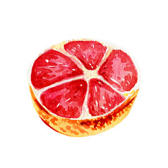 水彩葡萄柚孤立的一半热带让人耳目一新异国情调的水果白色背景夏天概念水彩葡萄柚孤立的一半