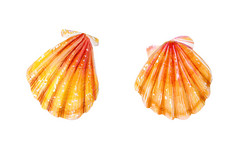 集两个黄色的海扇贝海双壳类扇贝科自然的世界海洋水下居民手画插图孤立的白色背景夏天季节集两个黄色的海扇贝