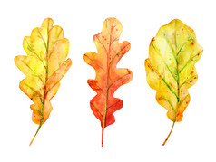 水彩秋天集与橡木叶子下降叶子黄色的和橙色与滴和溅孤立的对象白色背景元素为设计水彩秋天集与橡木叶子