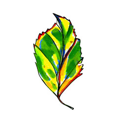 水彩程式化的图形秋天叶手画与柔和的黄色的橙色和绿色颜色蓝色的红色的和黑色的墨水轮廓孤立的对象白色背景水彩程式化的图形秋天叶