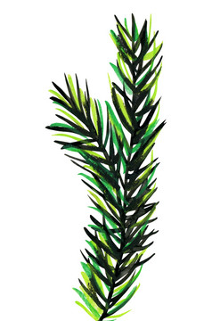 毛茸茸的绿色分支松云杉设计元素为圣诞节孤立的白色背景明亮的图形插图毛茸茸的绿色分支松云杉