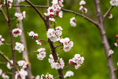 李子树花朵春天