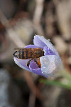 蜜蜂番红花属花