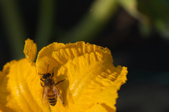 蜜蜂收集花粉南瓜花蜜蜂南瓜花