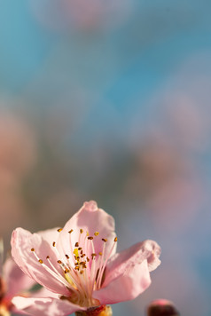 图像软粉红色的桃子花朵光蓝色的散景背景软粉红色的桃子花朵光蓝色的散景背景