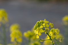 芥末花sinapis艾巴黄色的花和植物芥末花sinapis艾巴