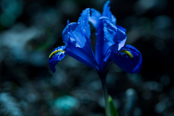 春天蓝色的虹膜花与黑暗背景春天蓝色的虹膜花黑暗背景
