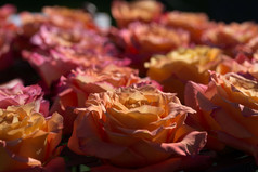 背景作文美丽的橙色玫瑰开花背景作文玫瑰