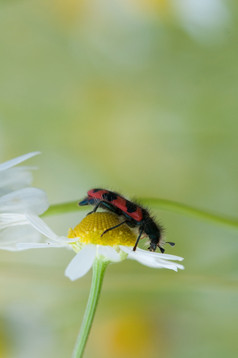 关闭黑色的和红色的甲虫坐在洋甘菊花黑色的和红色的甲虫坐在洋甘菊花