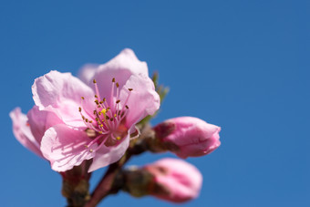 春天开花粉红色的杏花自然背景美丽的春天开花粉红色的杏花