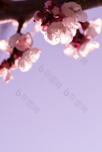 春天开花粉红色的杏花自然<strong>背景</strong>美丽的春天开花粉红色的杏花