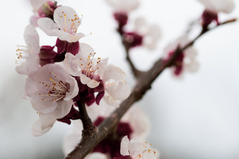 春天开花粉红色的杏花自然背景美丽的春天开花粉红色的杏花