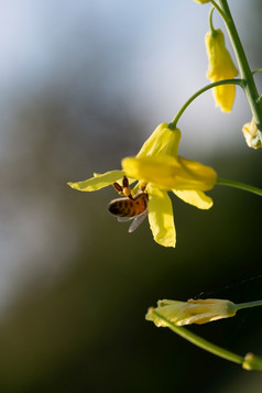 蜜蜂收集花蜜和花粉的黄色的花开花托斯卡纳甘蓝蜂蜜蜜蜂收集花粉的黄色的花开花托斯卡纳甘蓝