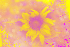 的向日葵的模糊背景和散景效果粉红色的和黄色的颜色
