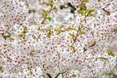 樱桃树花朵4月