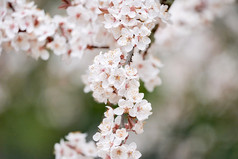 分支樱桃树与樱桃花朵春天