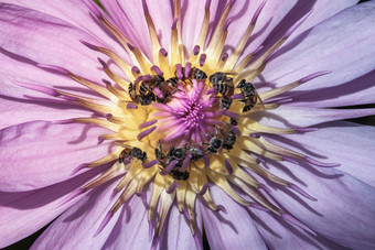 前视图美丽的莲花和蜜蜂自然紫色的莲花背景特写镜头热带莲花花