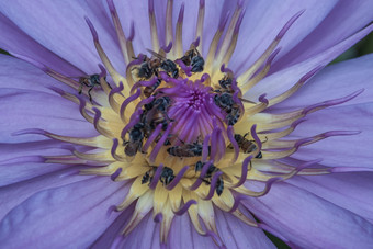 前视图美丽的莲花和蜜蜂自然紫色的莲花背景特写镜头热带莲花花复制空间
