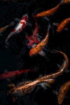 细节色彩斑斓的锦 鲤fishs锦 鲤鲤鱼游泳内部的鱼池塘阳光明媚的一天日本鱼物种许多色彩斑斓的模式焦点和模糊