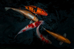 细节色彩斑斓的锦 鲤fishs锦 鲤鲤鱼游泳内部的鱼池塘阳光明媚的一天日本鱼物种许多色彩斑斓的模式焦点具体地说