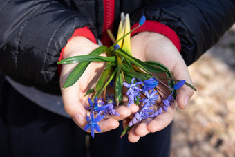 蓝色的雪花莲的手掌孩子雪花莲是的第一个花春天花雪花莲的森林蓝色的雪花莲的手掌孩子雪花莲是的第一个花春天