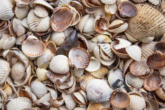 贝壳不同的颜色软体动物贝壳海贝背景纹理的贝壳贝壳不同的颜色软体动物贝壳海贝背景