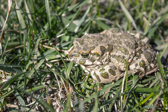 青蛙的草绿色青蛙坐在的草蟾蜍休息的春天的草国家青蛙动物青蛙的草绿色青蛙坐在的草蟾蜍休息的春天的草