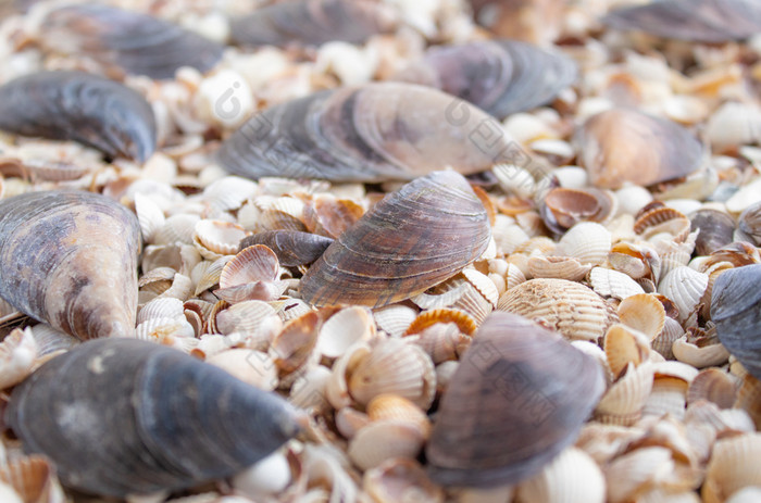 海壳牌珍珠背景贝壳背景贝壳纹理特写镜头海壳牌珍珠背景贝壳纹理closeupish沙子珊瑚的海滩