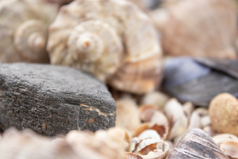 贝壳海贝壳纹理背景各种各样的鹅卵石石头和障碍海壳牌集合贝壳海贝壳纹理背景各种各样的鹅卵石石头和障碍