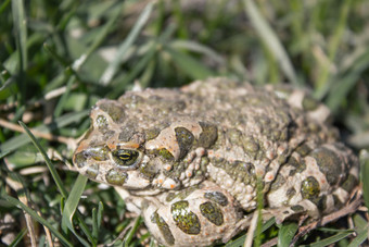 青蛙的草绿色青蛙坐在的草蟾蜍休息的春天的草国家青蛙动物青蛙的草绿色青蛙坐在的草蟾蜍休息的春天的草