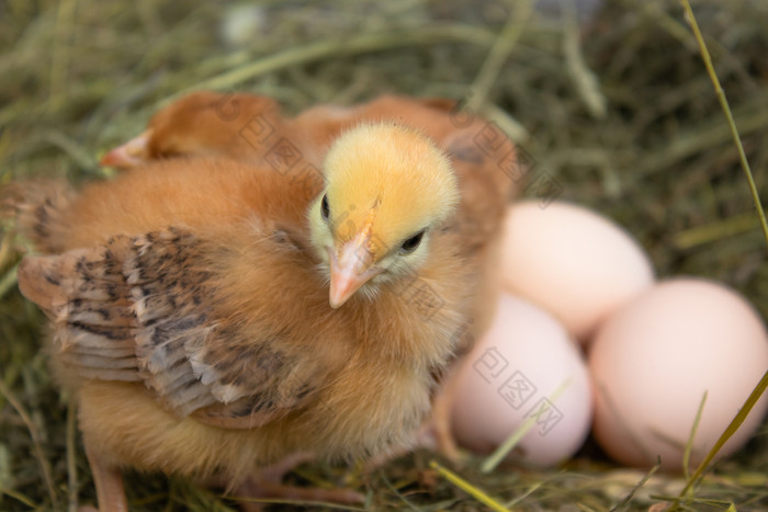 黄色的鸡的巢附近的鸡蛋鸡蛋的巢农业黄色的鸡的巢附近的鸡蛋鸡蛋的巢