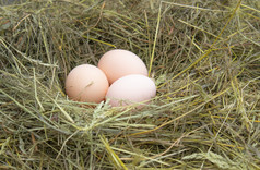 鸡蛋的巢新鲜的蛋的巢的农场农业鸡蛋的巢新鲜的蛋的巢的农场