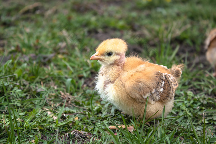 小鸡特写镜头黄色的鸡的草繁殖小鸡家禽农业农业小鸡特写镜头黄色的鸡的草繁殖小鸡家禽农业