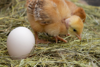 新生儿黄色的鸡有巢沿着的整个特写镜头黄色的鸡的巢农业新生儿黄色的鸡有巢沿着的整个特写镜头黄色的鸡的巢