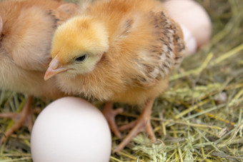 新生儿黄色的鸡有巢沿着整个农业新生儿黄色的鸡有巢沿着整个