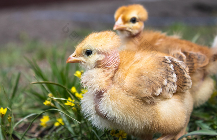 黄色的小鸡草场草坪上为设计和装饰概念美丽的和特写镜头小鸡农场黄色的小鸡草场草坪上为设计和装饰概念