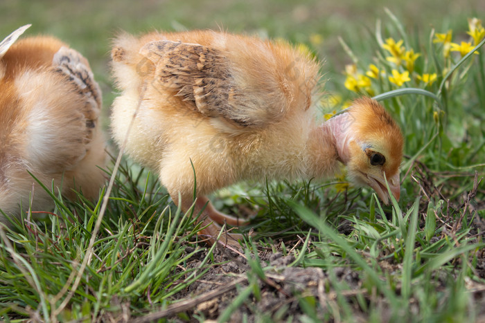 小鸡黄色的鸡的草饲养小鸡家禽农业农业小鸡黄色的鸡的草饲养小鸡家禽农业