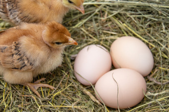 黄色的<strong>鸡</strong>的巢附近的<strong>鸡</strong>蛋<strong>鸡</strong>蛋的巢农业黄色的<strong>鸡</strong>的巢附近的<strong>鸡</strong>蛋<strong>鸡</strong>蛋的巢